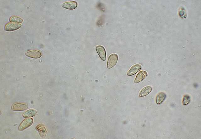 Galerina spec. Cod.DSCN 9065